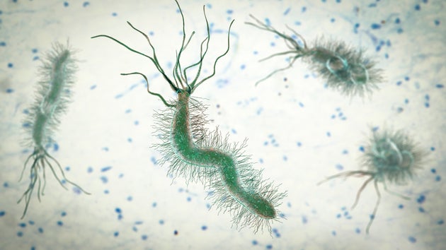 An illustration of H pylori bacterium.