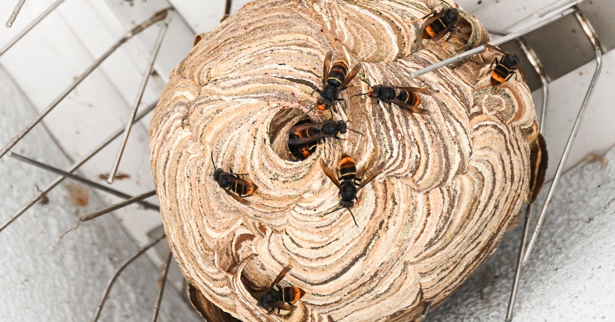その黄色と黒の虫、9月は凶暴だから絶対気をつけて。「家の庭に」「巨大化してる」黒い服は注意