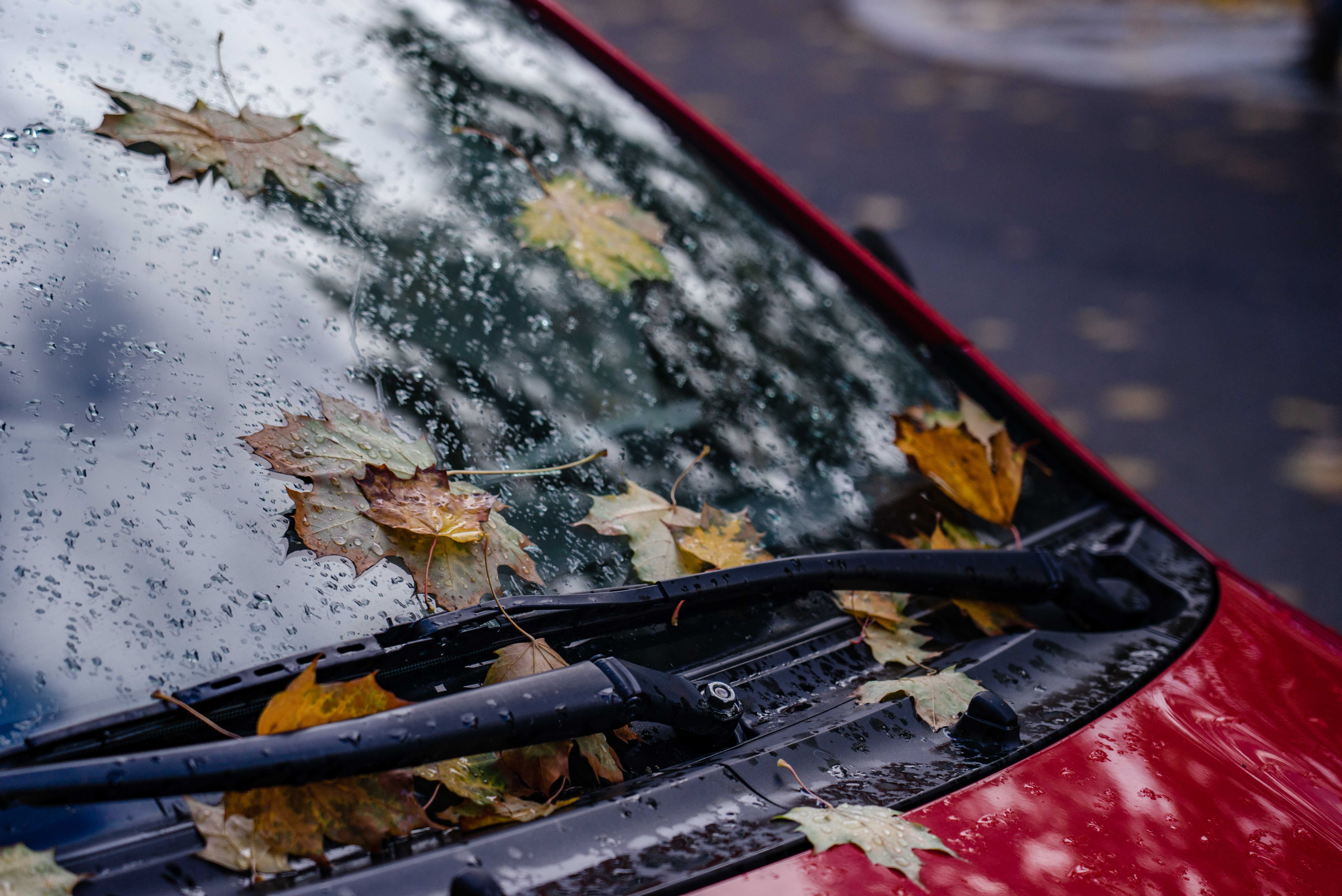 Um, Why Are There Barely Any Bugs On Windshields This Year?