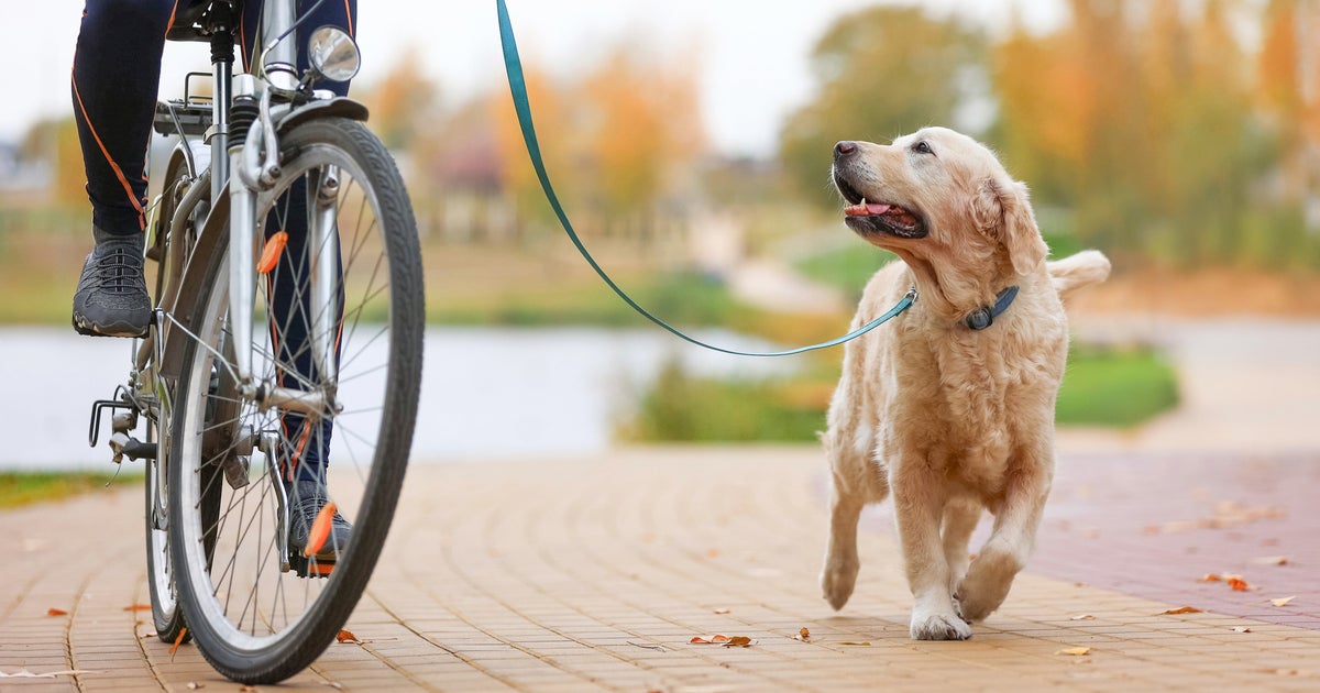 「犬を連れて自転車」は違反になる？「よく見かける」SNSで目撃情報も…警察の見解は