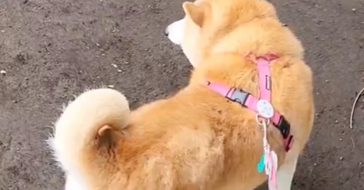 ドッグランに“犬見知り”が集合するとこうなる⇨「全員視界に入ってないフリしてるw」「陰キャわんこ」と爆笑