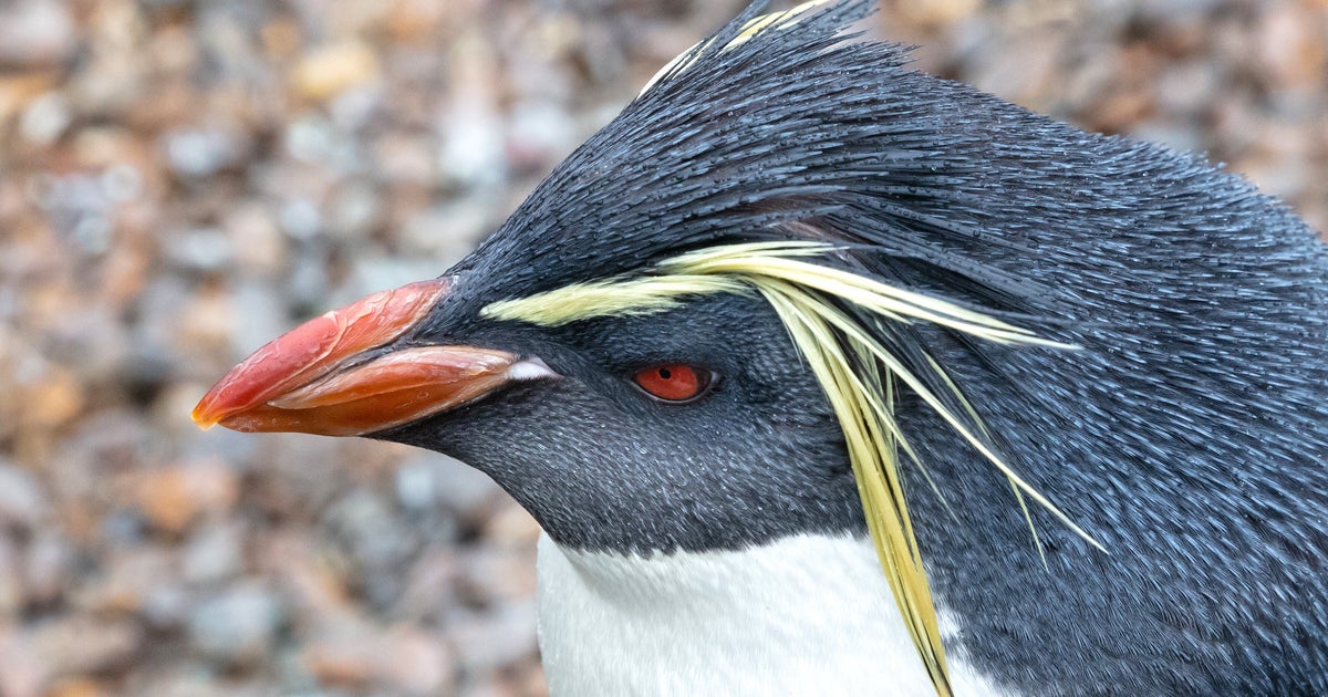 プール上がりのペンギン、“後ろ姿”に衝撃⇨まさかのビジュアル系、「振り向いて欲しい」「こんなバンドマンいる」の声