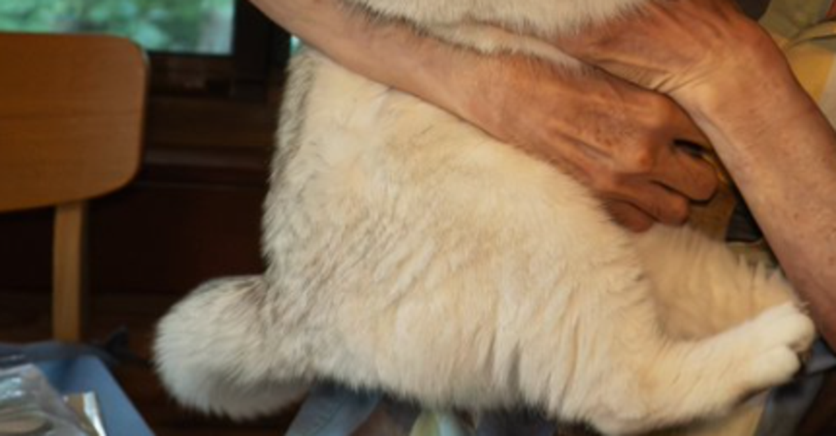 父を“猫パンチで撃退”するブリティッシュショートヘア⇨「私もされたい」「表情がたまらん」と爆笑