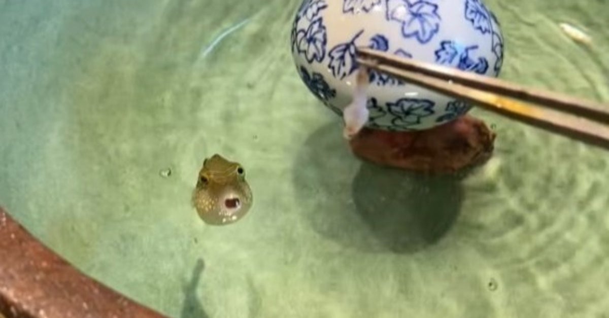 “水鉄砲”でエサを狙うフグ⇨小さな身体で懸命に連射するも…「これは凄いスキル」「愛嬌あるW」の声