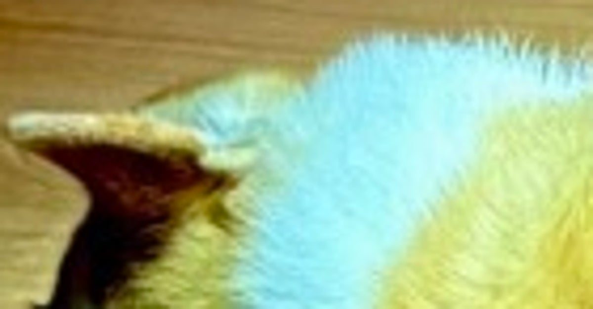 部屋で“落ちてる”コーギーを撮ったら…⇒完全に名作アニメ「フランダースの犬」の最終回だった