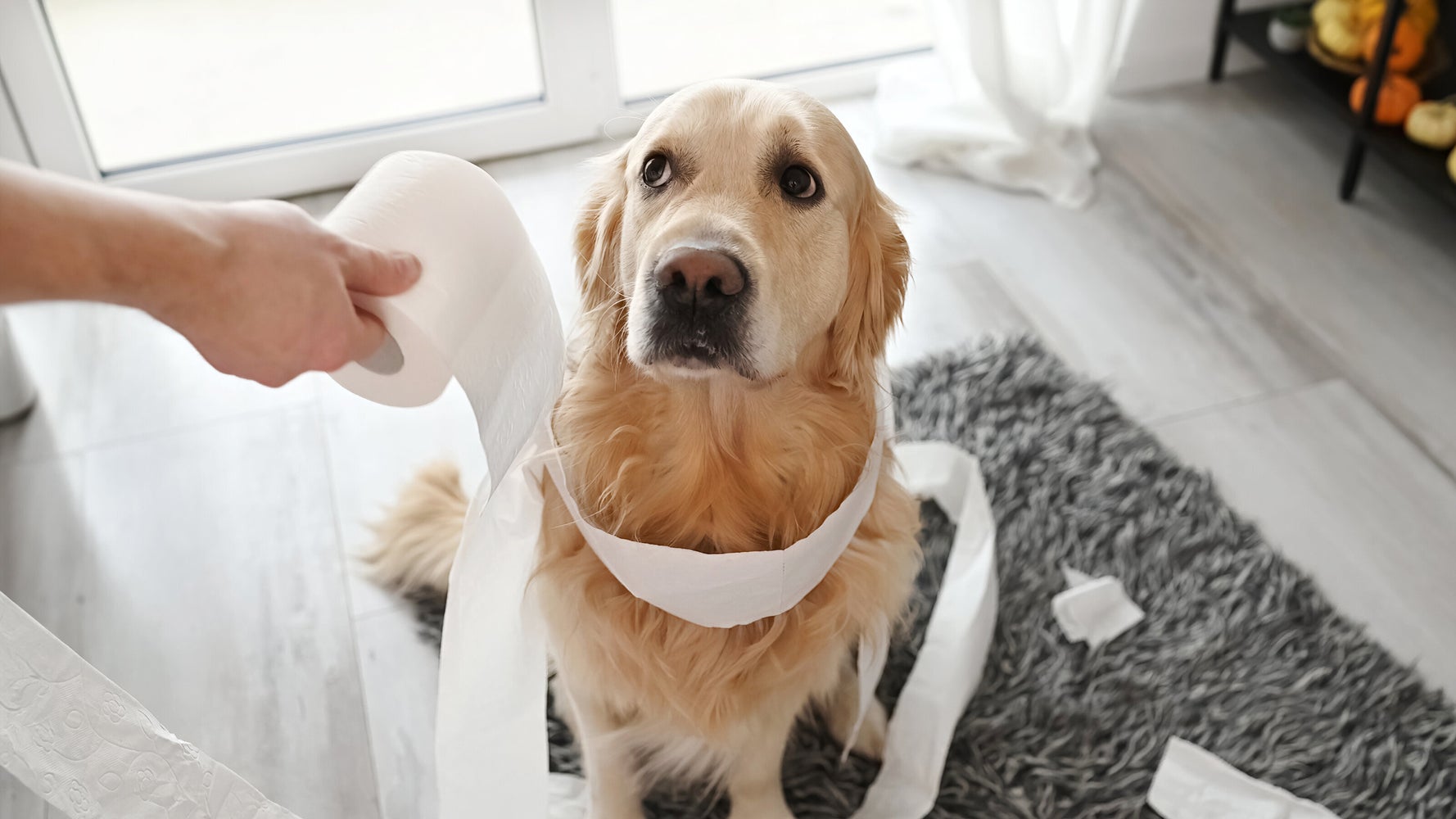 That ‘Guilty’ Look Isn’t Guilt. Here’s What Your Dog Is Actually Telling You.