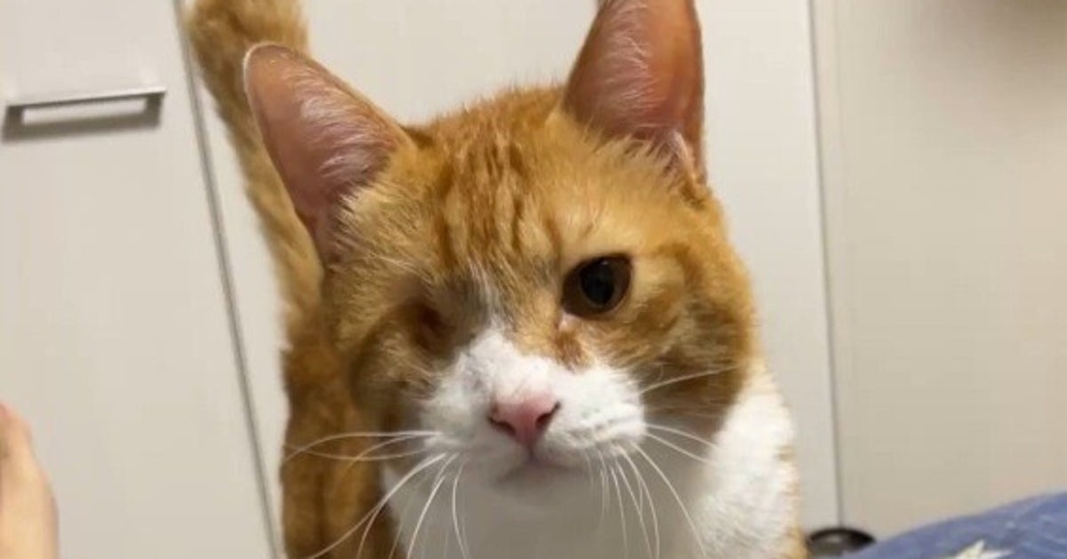 元保護猫、全力で甘える姿に…⇒「自分の能力の全てを使ってきている」と国境を超えて反響
