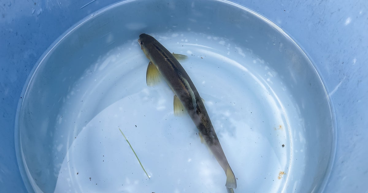 この魚を調理するとき、まな板やフキンを絶対に使い回さないで。人の小腸粘膜に寄生する寄生虫がいる