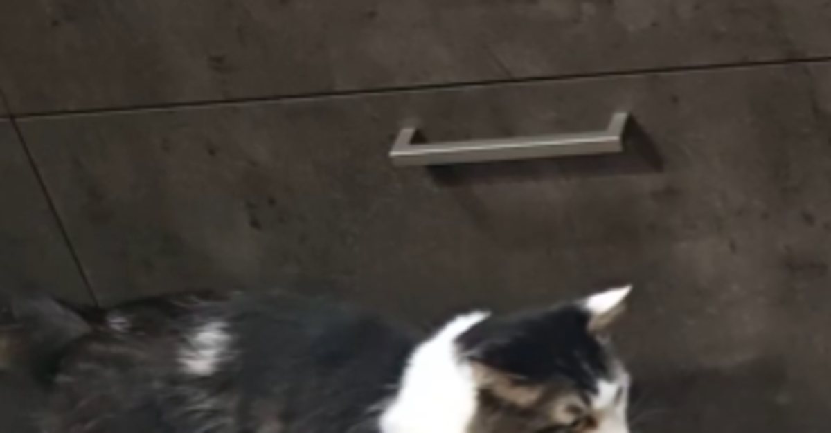 愛猫の“寂しさスイッチ”が入るとこうなる⇨愛おしすぎる“儀式”に「パンチくんのオランママみたい」「めっちゃ可愛い」の声