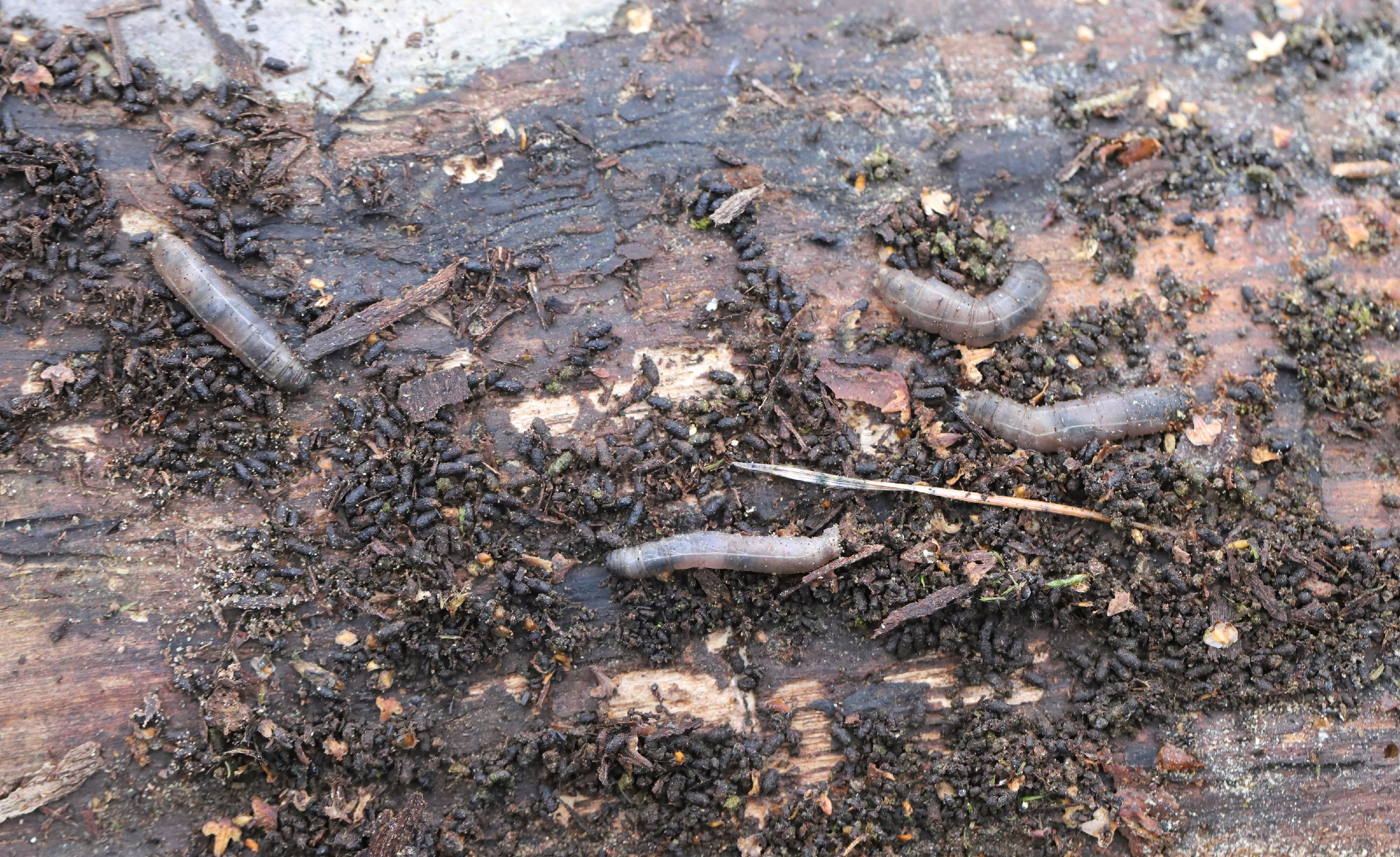 Seeing Grey Grubs In Your Garden? It Could Flag A 'Nightmare' Lawn Infestation
