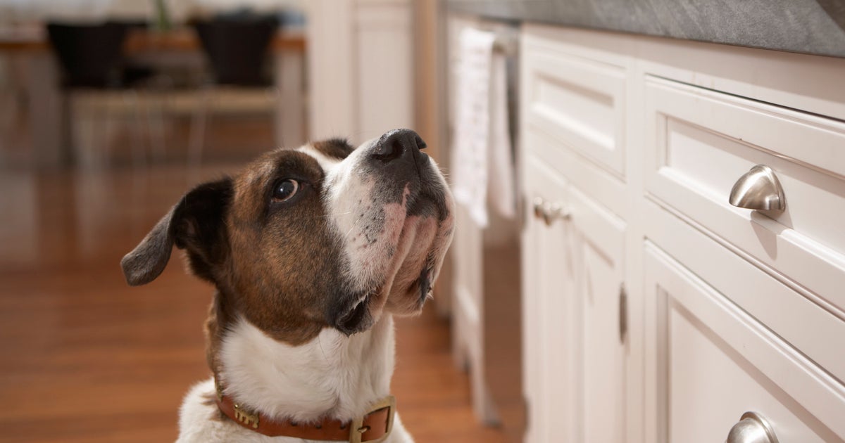 The Hidden Danger Lurking In Your Kitchen That Could Kill Your Pet