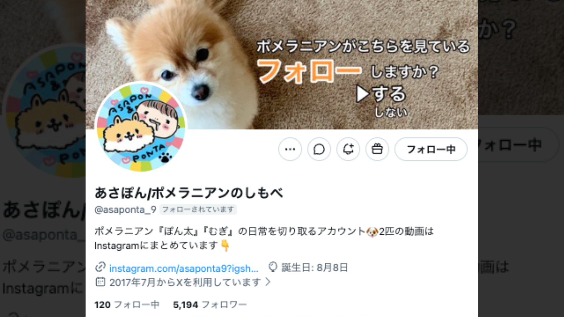 ポメラニアンが飼い主に“猛抗議”⇒独特すぎる鳴き声に「ヘムヘムにしか聞こえない」「24時間文句聞きたい」