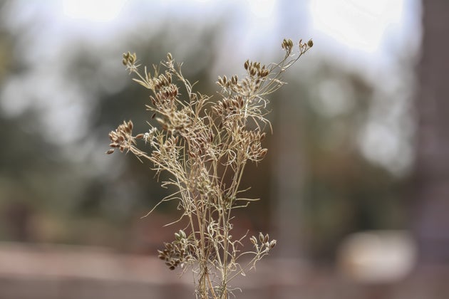 cumin plant