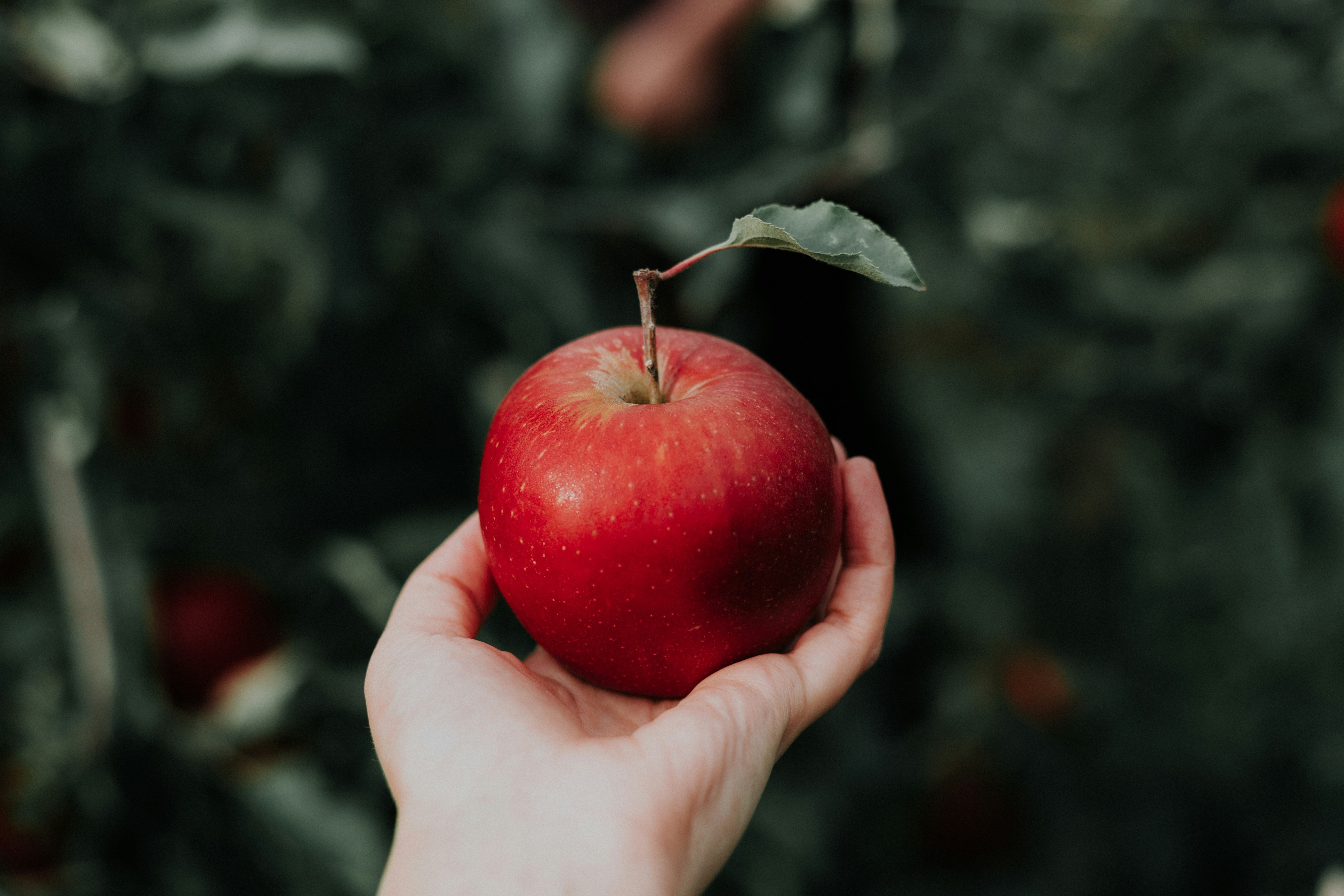 7 Of The Best Fruits To Help You Poop, And 1 That Can Back You Up