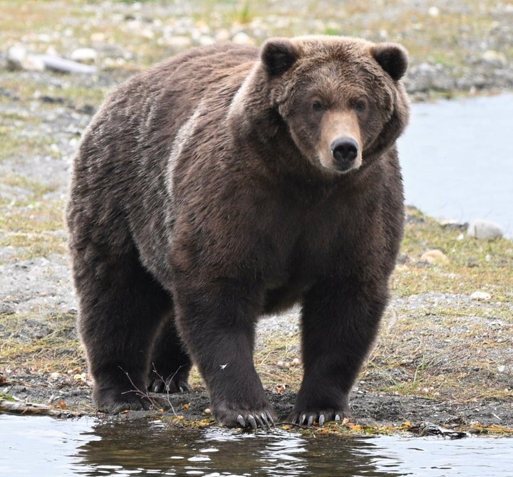 Backpack defeated Bear 910, above, who is also the daughter of a former champion: 409 Beadnose.