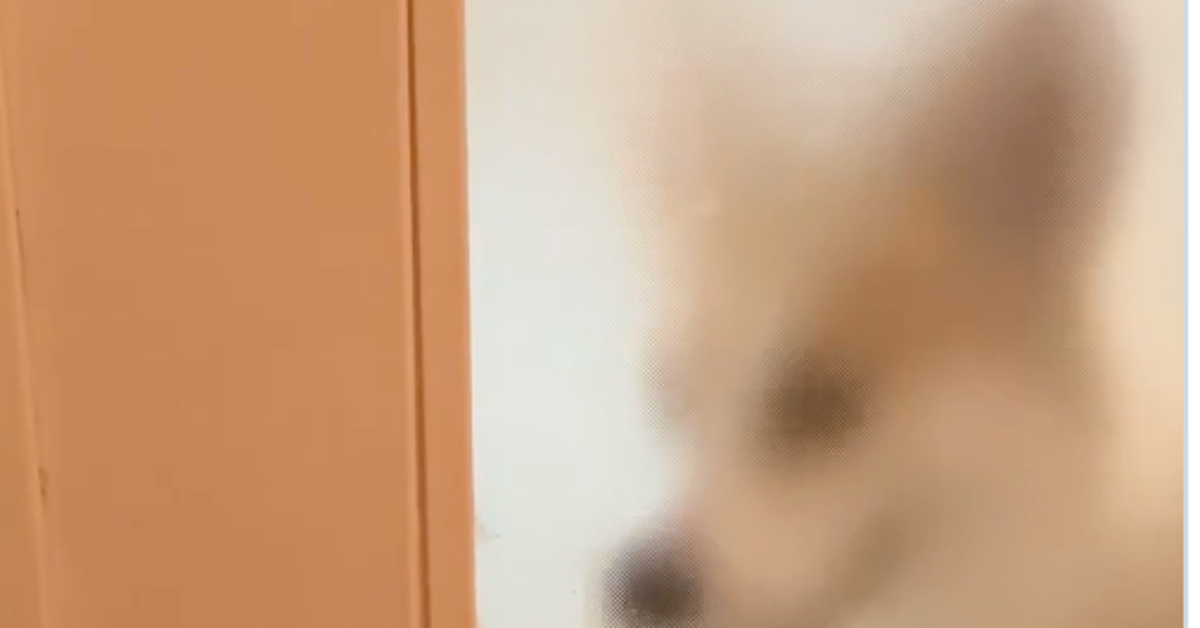 コーギー犬の笑顔が消えていく⇨「なんでや」「怖いよ」と爆笑の嵐