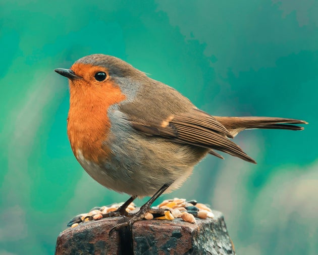 It's been a tough summer for birds who rely on worms for their food.