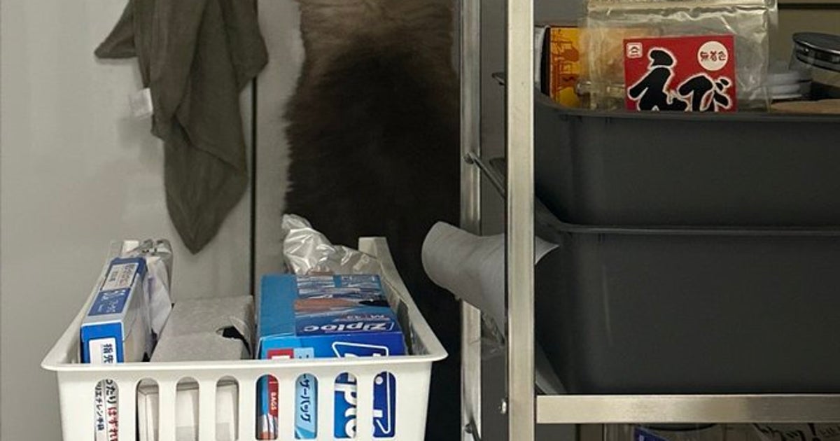 夜中、キッチンで愛猫が...⇒洗い物してる？その背中に「踏み台買ってあげて」の声