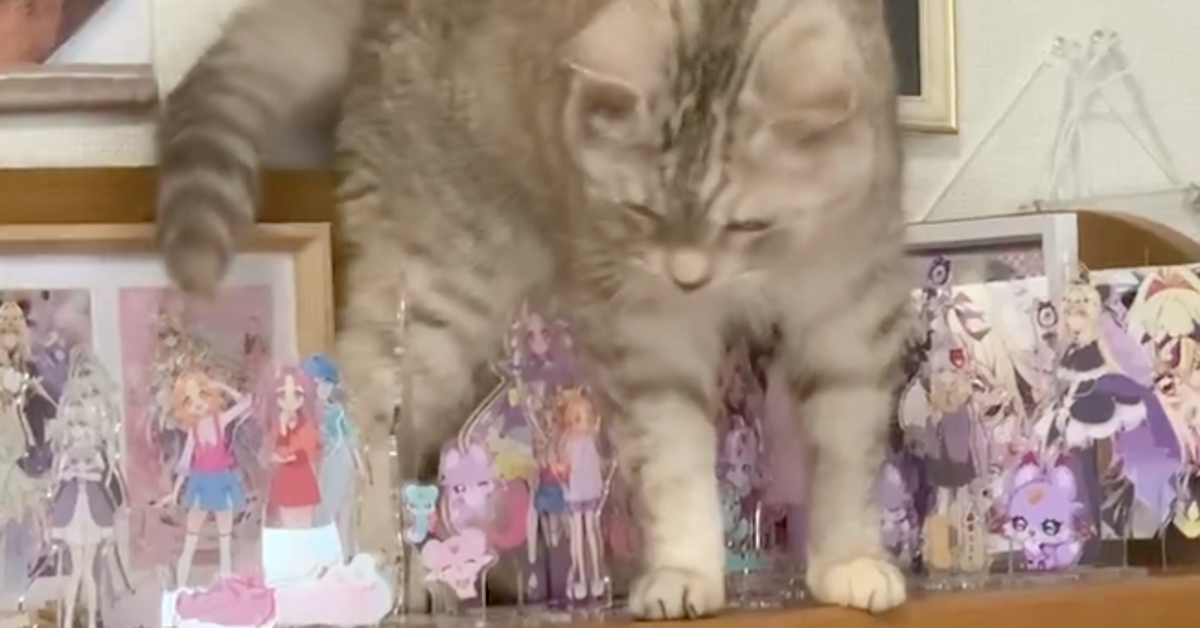 愛猫が“大量アクスタ”の棚に侵入、飼い主は焦るも…⇨驚きの結果に「ほんと器用」「めちゃくちゃ気を遣ってる」の声