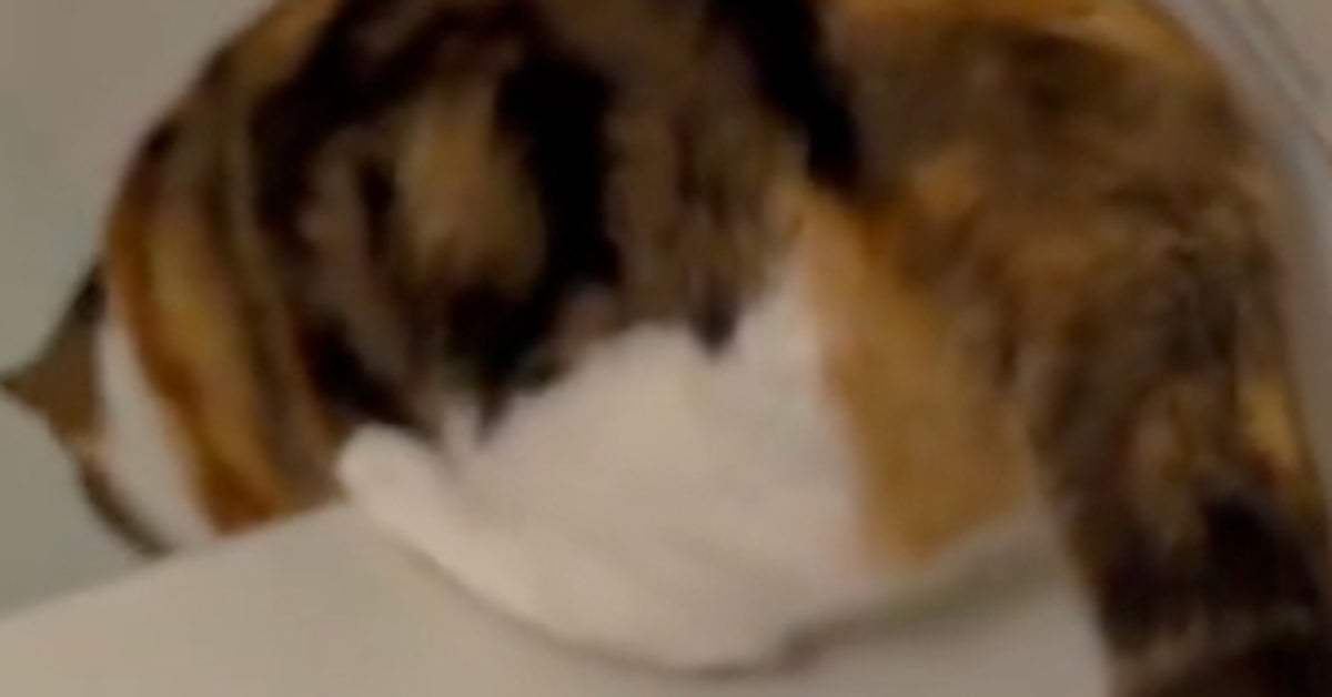 お湯張りを初めて見た猫...⇒「押すなよ！押すなよ！」「猫飼いあるある」の声