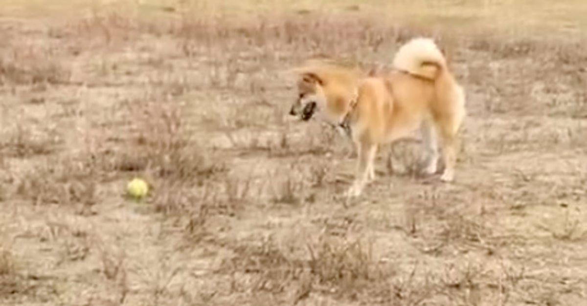 飼い主が投げたボール、持ってくると思いきや...⇒愛犬の返し方に爆笑「天才w」「ストライク」