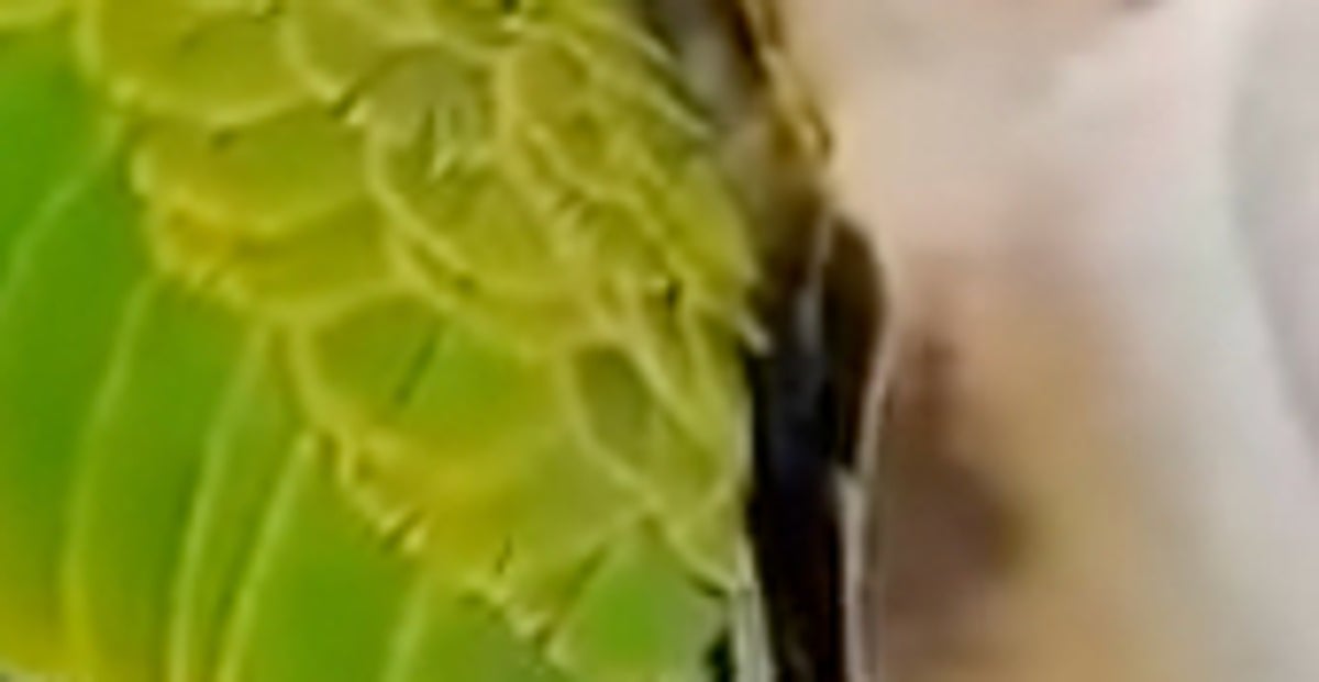 お迎え10日のインコ、“人間みたい”な昼寝姿に驚き⇨仰向けで爆睡する様子に「なんて無防備」「気持ちよさそう」の声