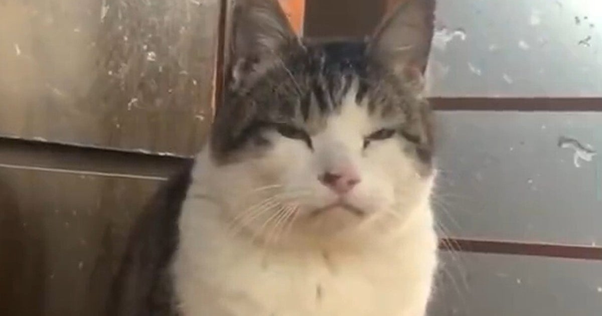19歳の貫禄猫、見た目を裏切る鳴き声に耳を疑う人続出⇨「想像を超えてきた」「そうきたか…可愛い」と反響