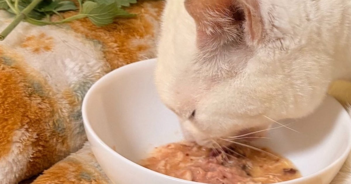 猫の食事スタイル、個性的すぎて飼い主困惑⇒「アーティスティックごはん」の声