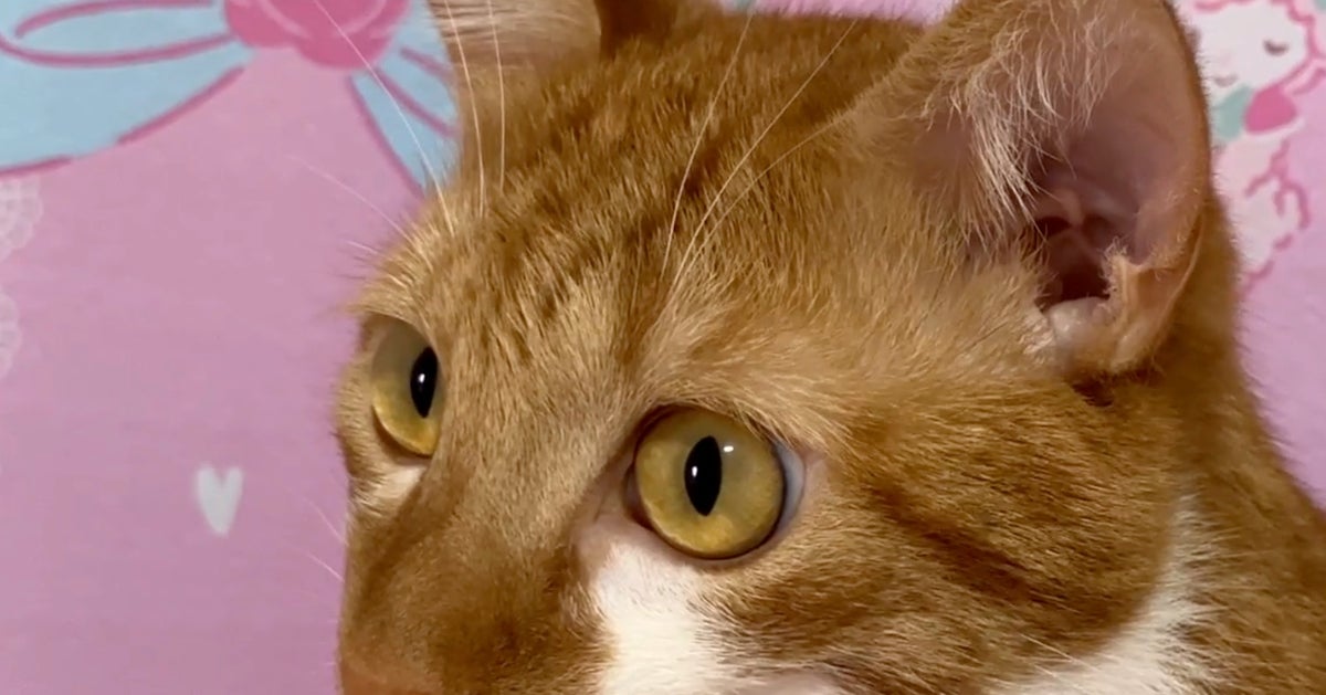猫の「説明できない動き」に飼い主困惑⇒「チューチュートレインで見た」と爆笑