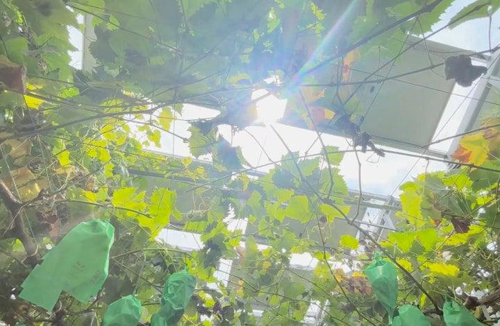 ぶどうの木々の上に設置された太陽光パネル