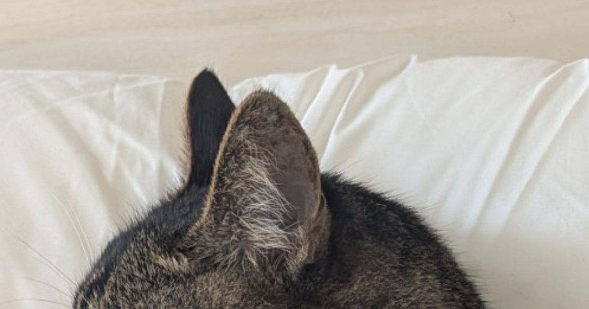 19歳のシニア猫が見せた寝相がまるで“人間の胎児”のよう…⇨保護猫カフェ出身の愛猫に飼い主「愛おしすぎ」