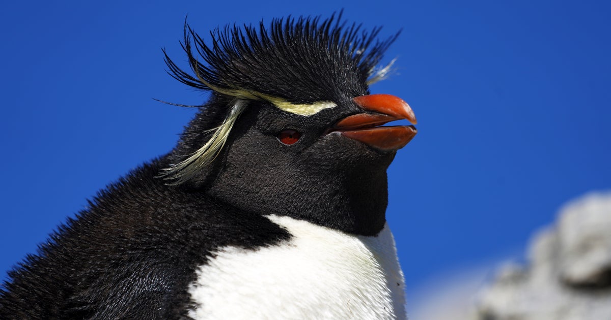 換羽中のペンギン、まるで“パリコレモデル”⇨毛羽立ったショール&決めポーズに水族館「換羽コレクションの優勝候補」
