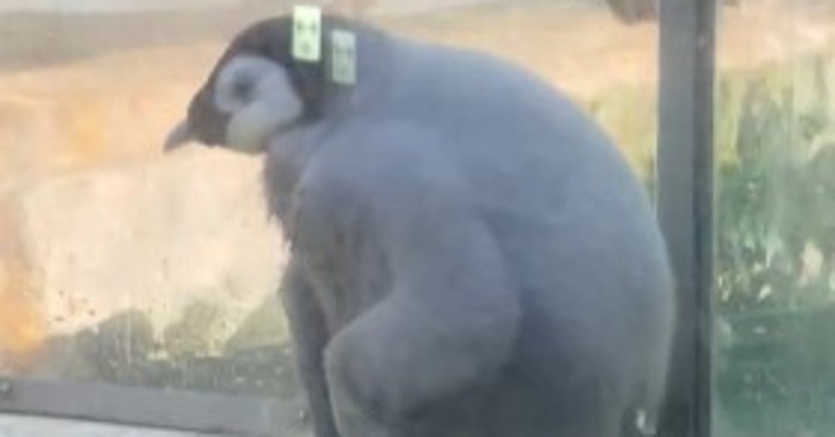 まるで「旅館の女将」みたいな赤ちゃんペンギン。礼儀正しい仕草に「土下座!」と驚きの声