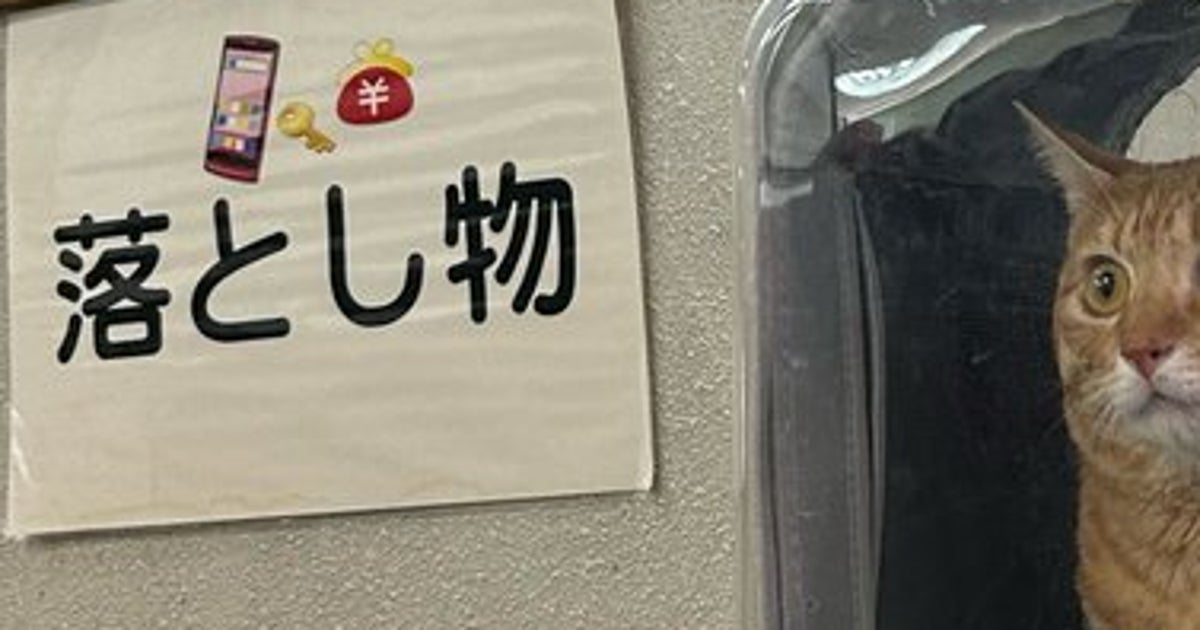 保護猫を警察に届けようとしたら…⇒「必ず本人（猫）が来てください」“出頭”の様子が話題に