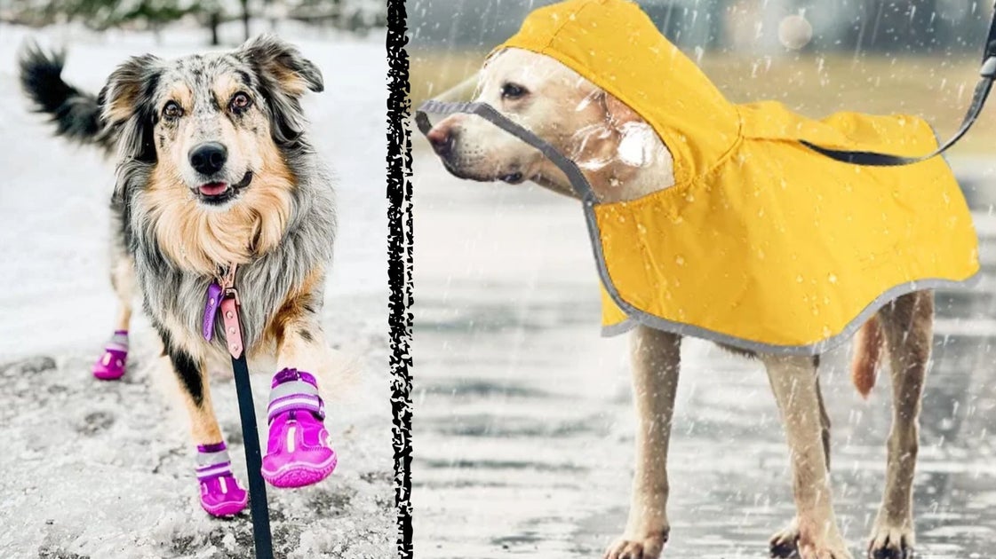 9 Dinge, die Ihren Hund bei kalten und regnerischen Spaziergängen warm und ...