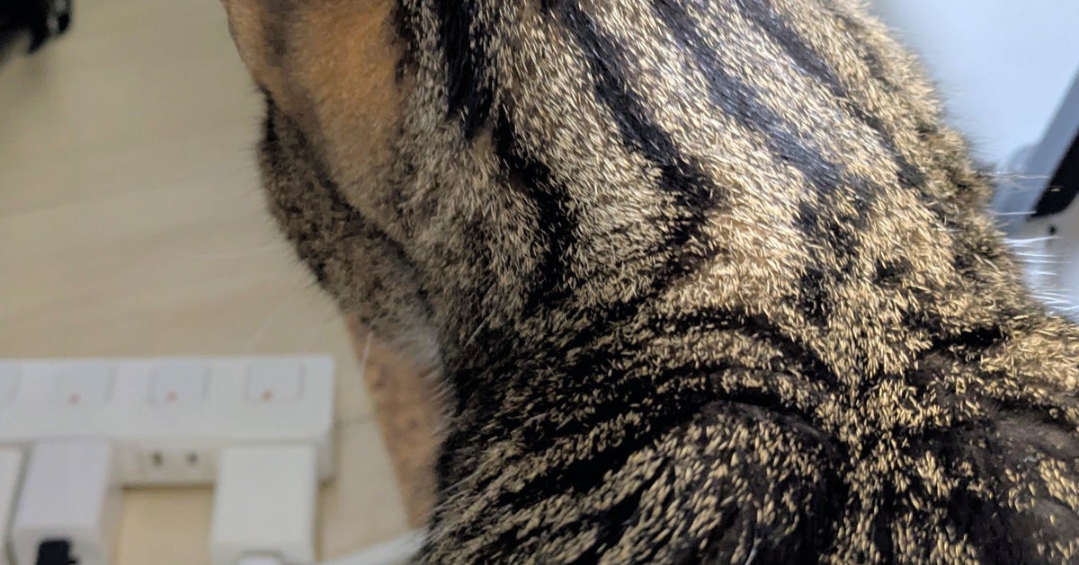 猫の頭にピンと刺さった“ヒゲ”⇒アンテナみたいなシュールな姿に「たまにラジオ受信する」「妖気を感じてる？」と爆笑