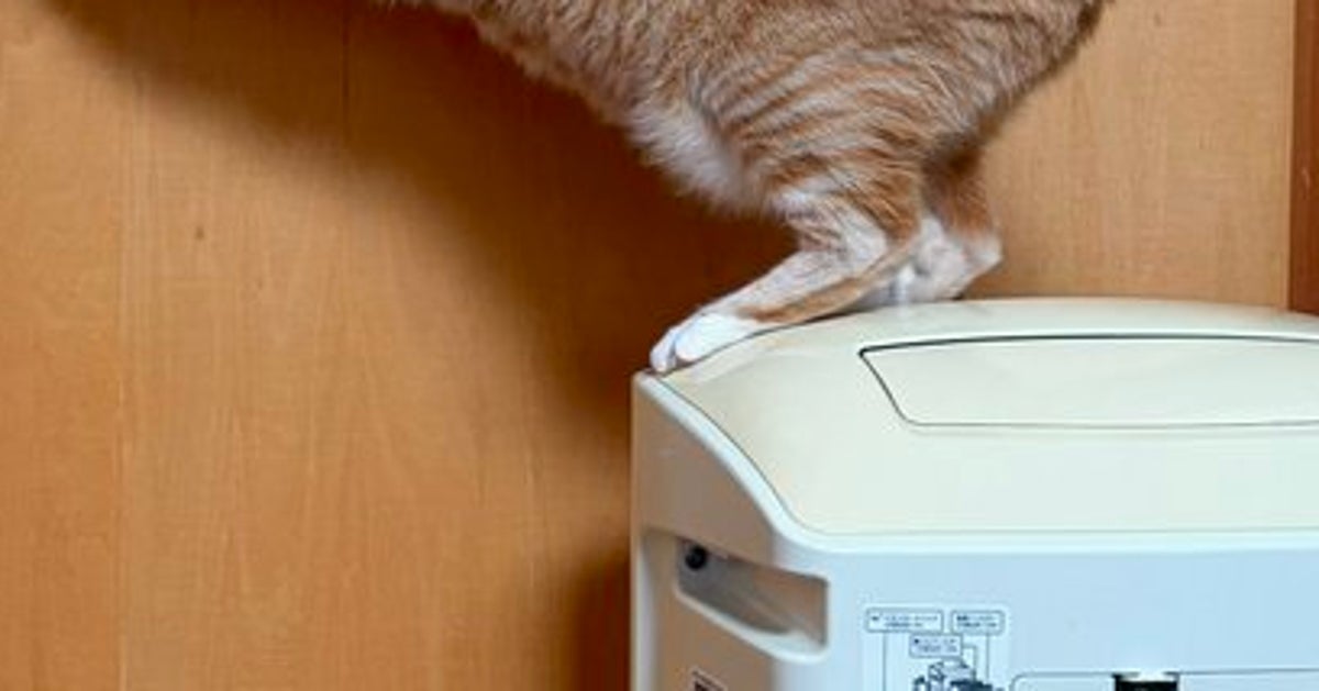 扉を開けようと頑張る猫。揃えた両手と立ち姿に「旅館の女将の貫禄」「腰の入れ方w」と反響