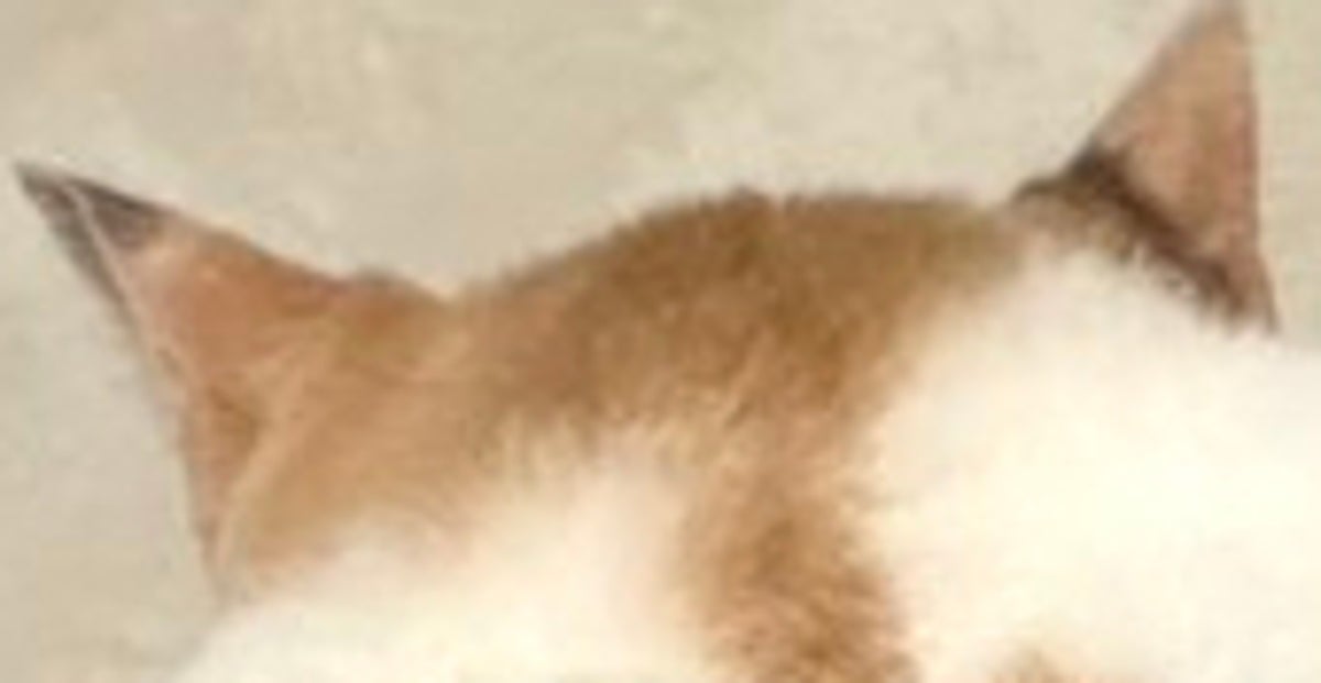 飼い主の膝の上でくつろぐ姿がムササビそっくりな猫。「空も飛べるはず」「存在感すごい」と反響