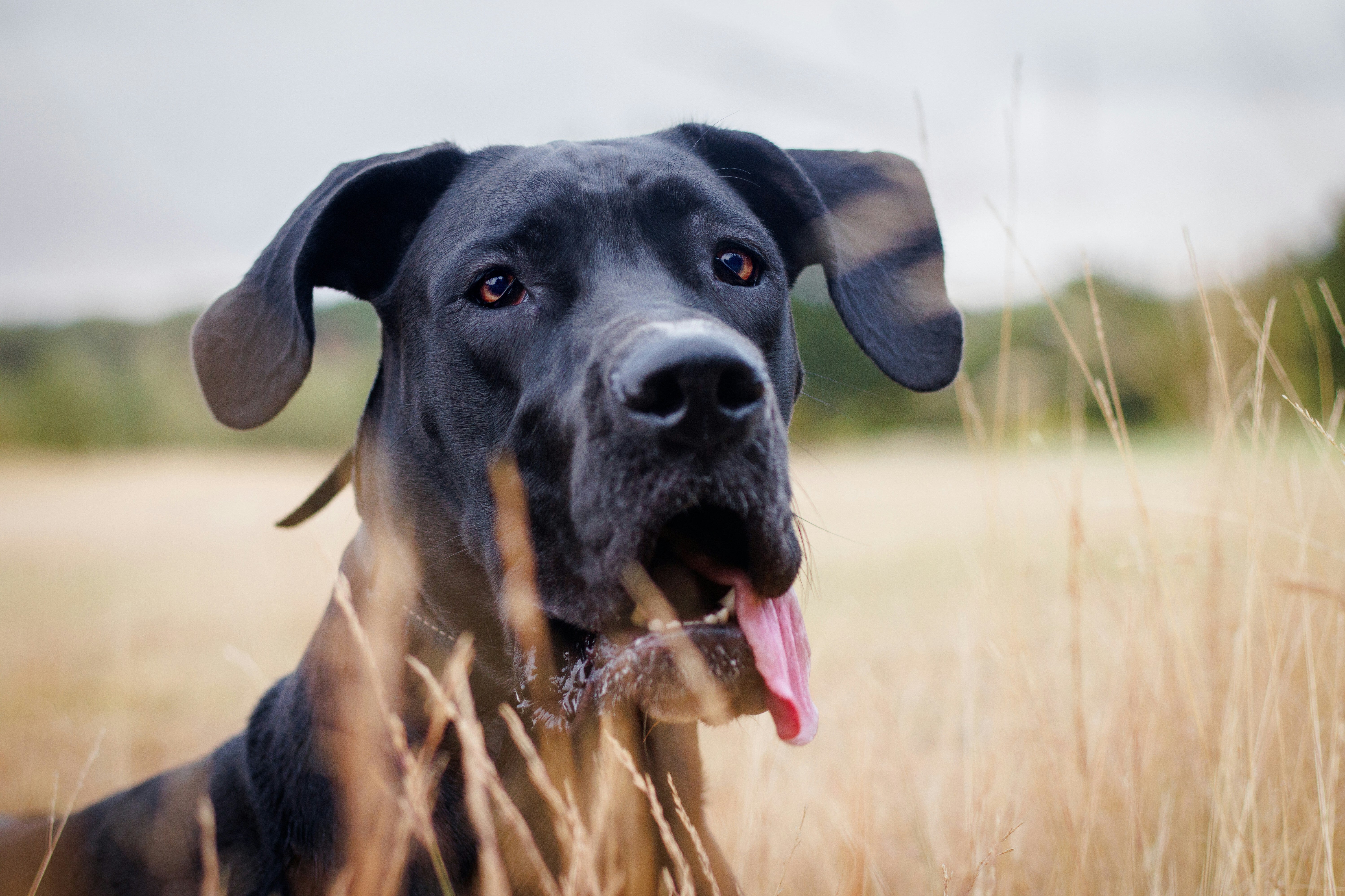Is This Why Big Dogs Tend To Age Faster Than Small Ones?