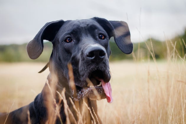 Is This Why Big Dogs Tend To Age Faster Than Small Ones?