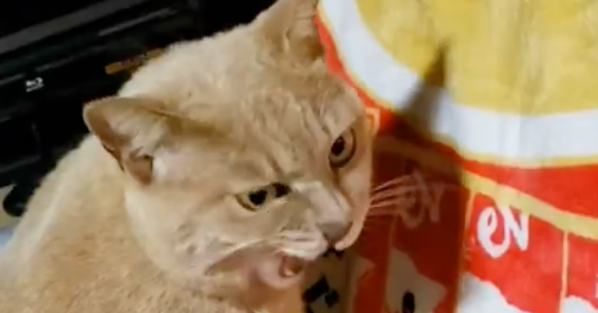 “ちゅ〜る柄”のブランケットを愛猫に見せたら…⇨まさかの反応に「味が薄いかにゃぁ?」「可愛いけど切ない」の声