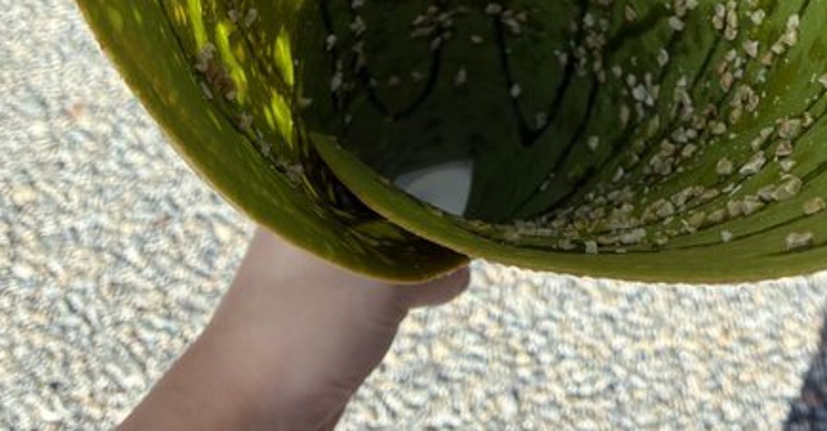 軽い気持ちでクレープ頼んだら“メガホン”出てきた⇨「デカすぎませんか！？」「落ちたら戻って来れなそう」