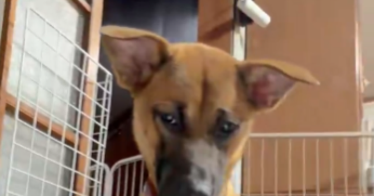 愛犬を撫でる手を止めると即“抗議”⇨淡々と繰り返される要求に「甘えん坊将軍」「それを幸せと呼ぶ」の声