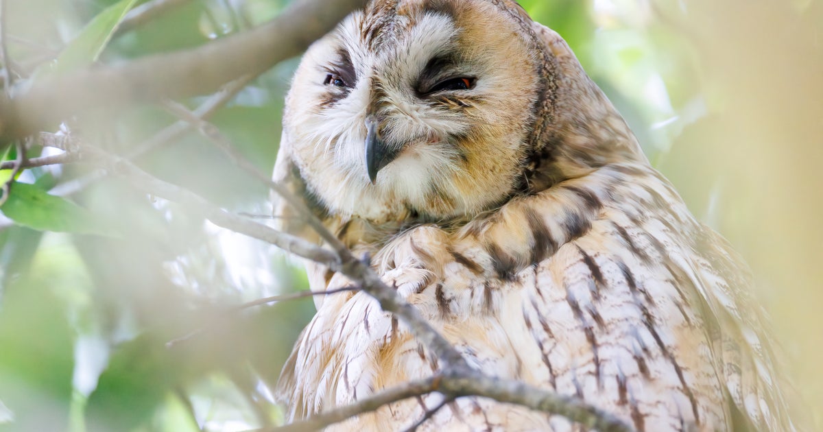 フクロウが撫でられるとこうなる⇒「1頭身w」「やめたら『終わりですか?』って見るのも...」と反響