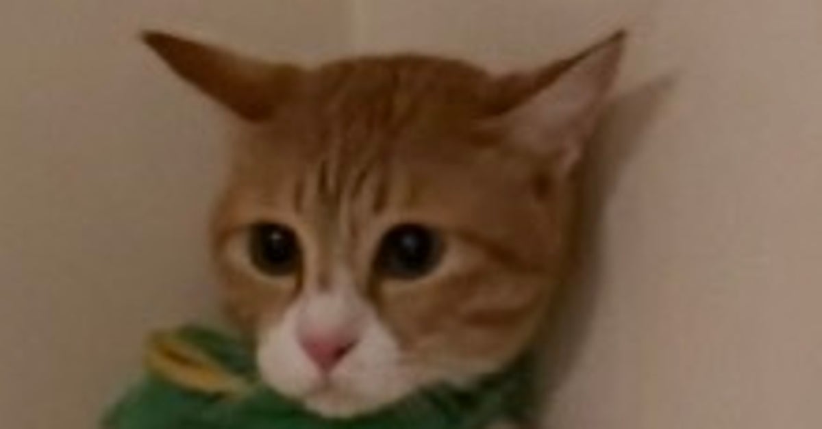 先輩猫に威嚇された後輩はこうなる⇨「猫背を忘れるほどビビってる」「絵に描いたような絶体絶命」