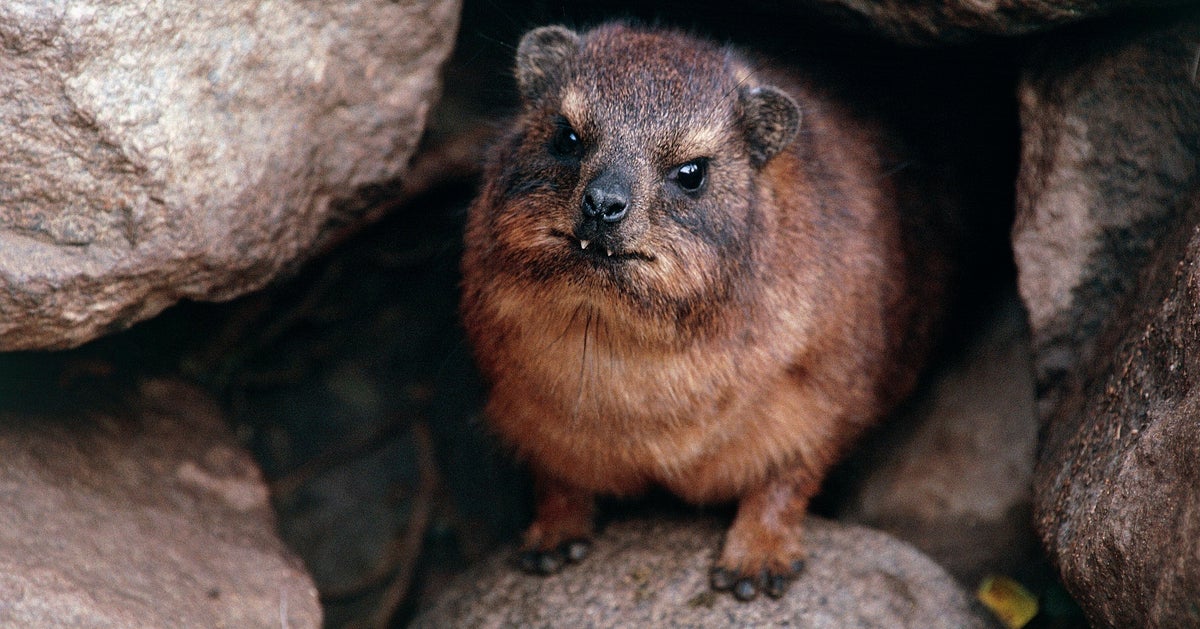 長野・城山動物園でケープハイラックスの赤ちゃんが2頭誕生⇨飼育6年目で初の快挙に「感動」「すくすく育って」