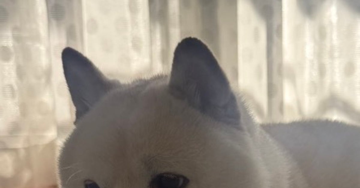 “猫みたいな座り方”をする犬に反響⇒「虚無感を湛えた目線も猫っぽい」「自認が猫の犬だ！」
