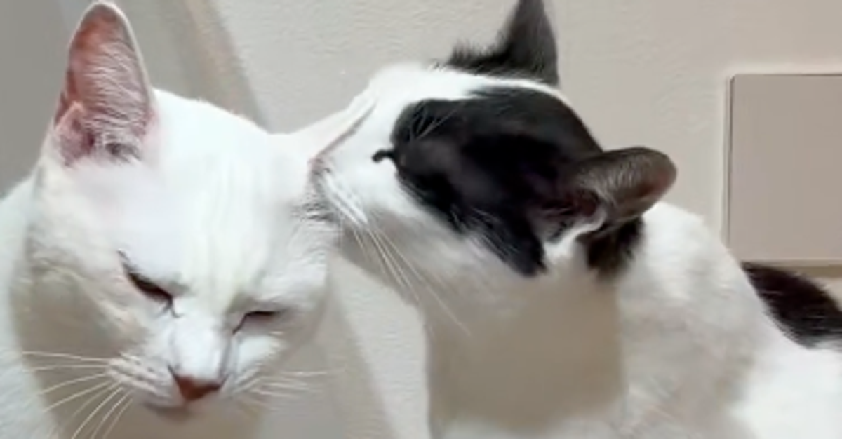 仲むつまじく毛づくろいしていた猫たち、次の瞬間…⇨「なんで？」「理不尽w」ネット民困惑