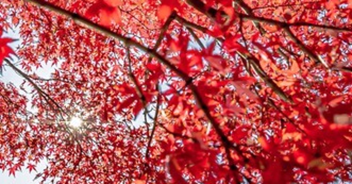 JR大糸線が走る“長野の三段紅葉”が美しすぎる⇒北アルプスの大パノラマに「日本のスイス」「素晴らしい」