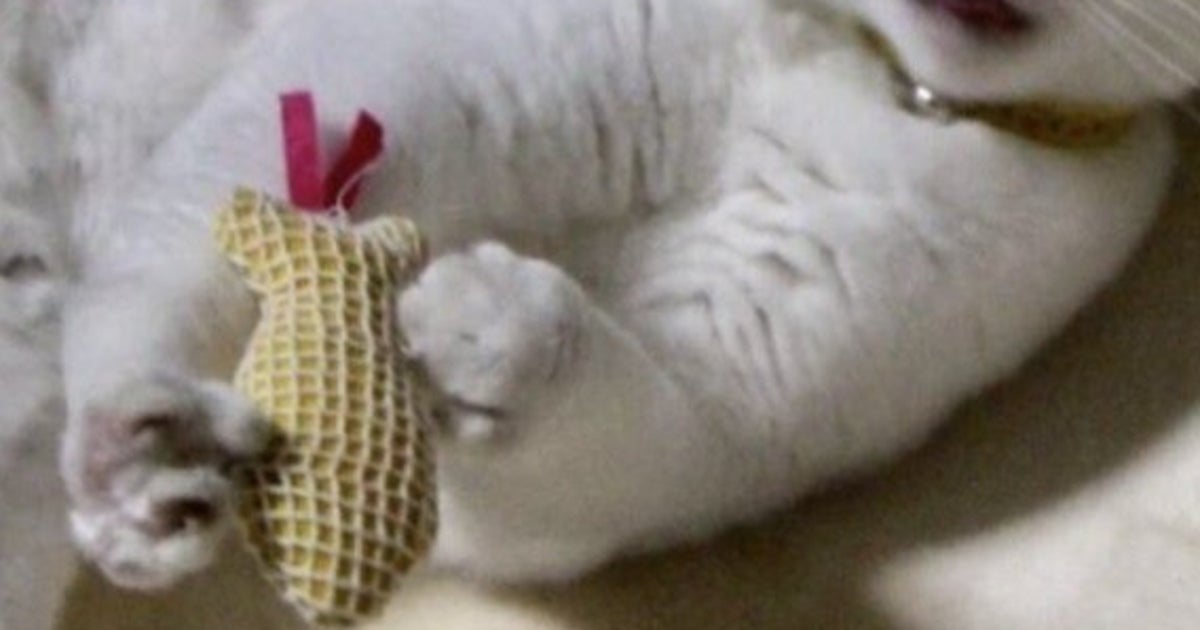 おもちゃで遊ぶ愛猫の“体勢”がアクロバットすぎる⇨「新しいヨガのポーズ?」「強めの柔軟体操」と反響